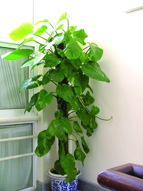 绿萝柱自己动手做就可以!不用再花那冤枉钱了~