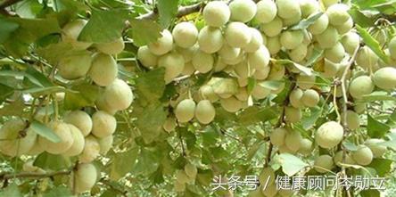 白果不宜多吃教案,白果为什么不能吃多