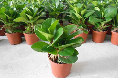 碧玉叶子上有小洞是什么原因,碧玉掉叶子是什么原因