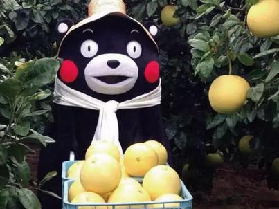 熊本熊给熊本县带来的效应,熊本县的熊本熊