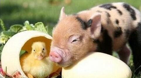 茶杯猪好买到吗 (茶杯猪是什么样的)