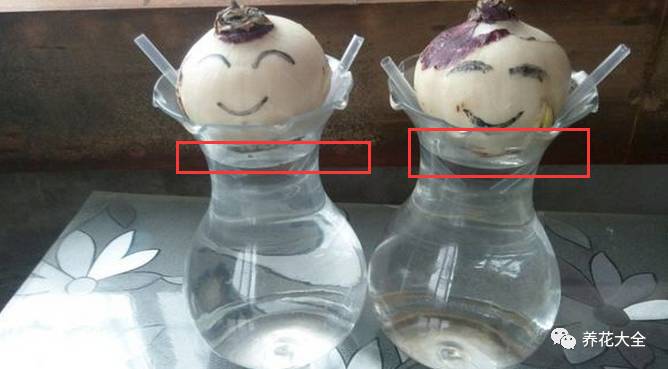 风信子的球茎烂了还能补救吗,风信子球上的新芽怎么处理