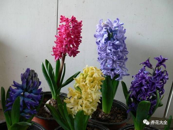 风信子的球茎烂了还能补救吗,风信子球上的新芽怎么处理