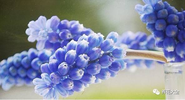 风信子的球茎烂了还能补救吗,风信子球上的新芽怎么处理