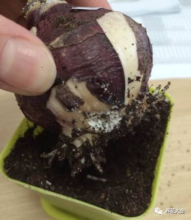 风信子的球茎烂了还能补救吗,风信子球上的新芽怎么处理