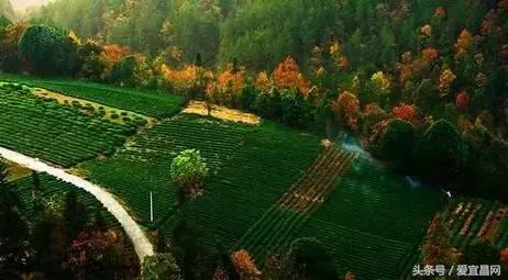 五峰美食,五峰有哪些著名的特产美食店铺