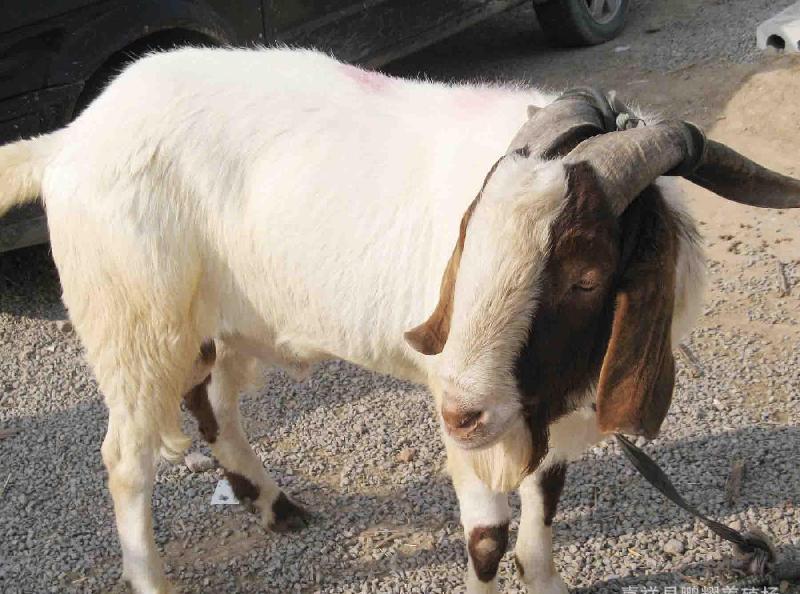 羊产道脱出怎么治疗,成年羊子宫感染处理方法