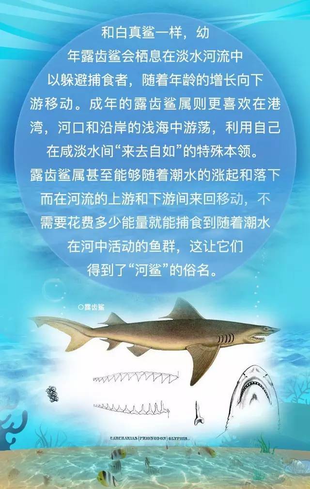 鲨鱼可以潜入海底吗,淡水鲨鱼深海鲨鱼