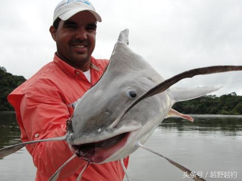 亚马逊钓鱼钓到最大的鱼,亚马逊钓到1吨的鱼