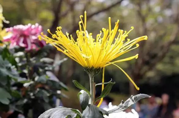 深圳东湖赏菊,去东湖赏菊