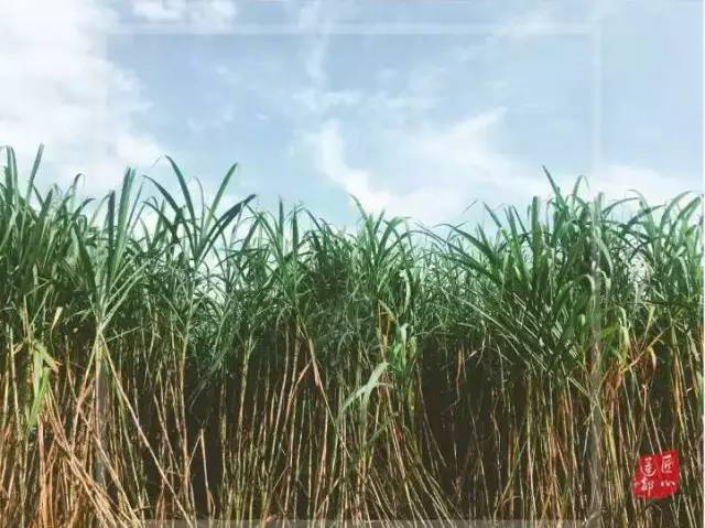 寻访莲都匠心｜绿谷糖村：听糖人诉说他的匠心故事