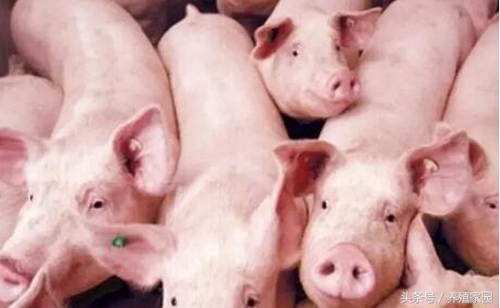 母猪常见的8个问题,解决母猪生理性不孕