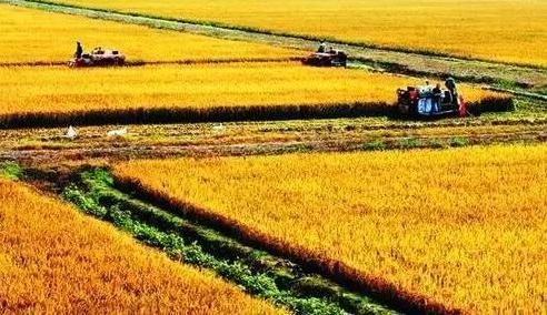 方正大米是什么品牌,优质大米方正大米