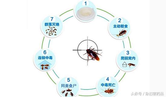 蟑螂药哪种最好用评测,最好蟑螂药推荐牌子有哪些