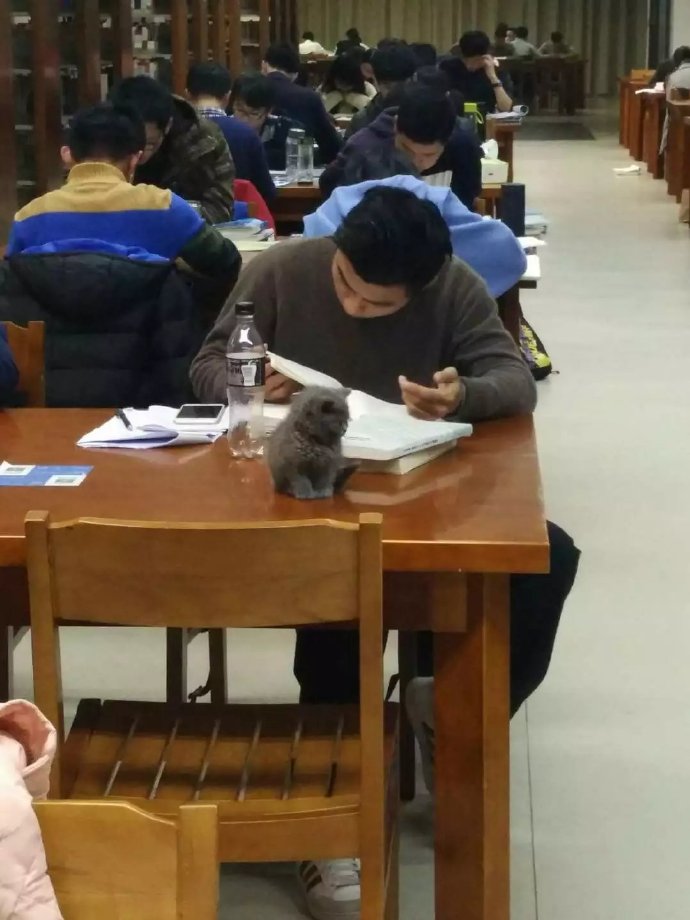 狗狗吃火锅,宠主给挑食柴犬吃零食