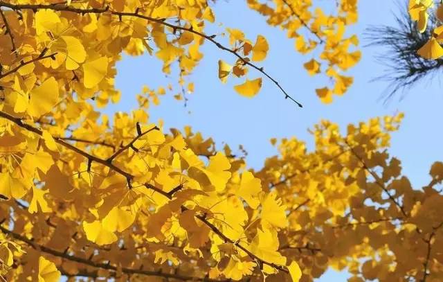 成都最后的银杏,成都附近最值得看的银杏