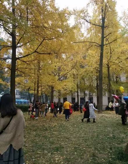 成都最后的银杏,成都附近最值得看的银杏