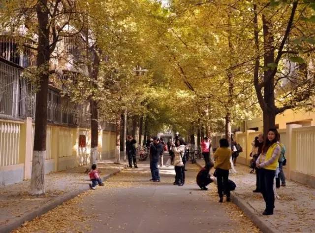 成都最后的银杏,成都附近最值得看的银杏