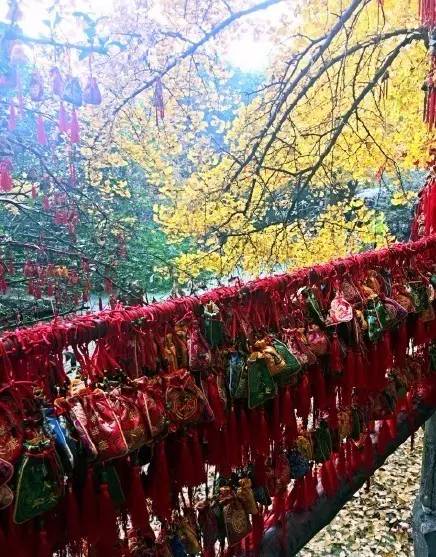 成都最后的银杏,成都附近最值得看的银杏