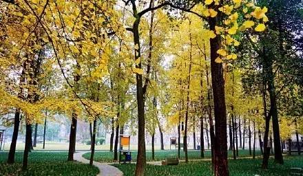 成都最后的银杏,成都附近最值得看的银杏