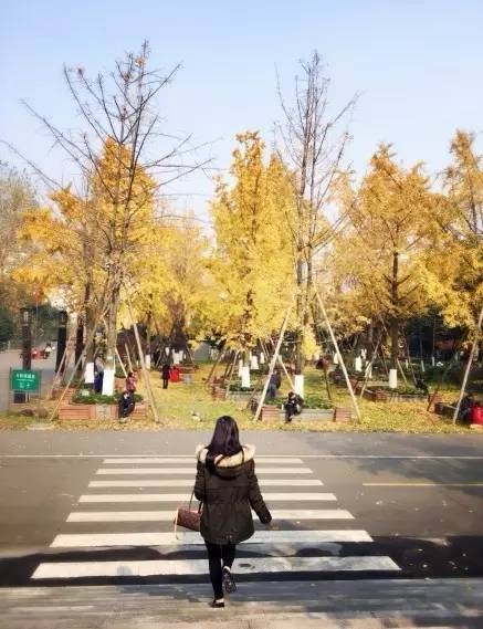 成都最后的银杏,成都附近最值得看的银杏
