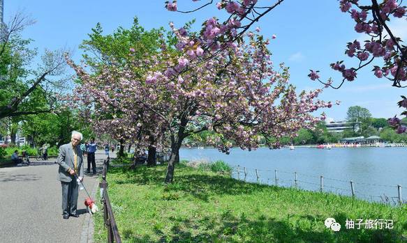 樱花旅行记全集视频,樱花季日本14天旅游攻略