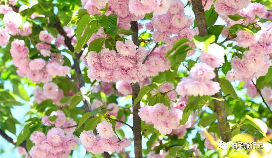 樱花旅行记全集视频,樱花季日本14天旅游攻略