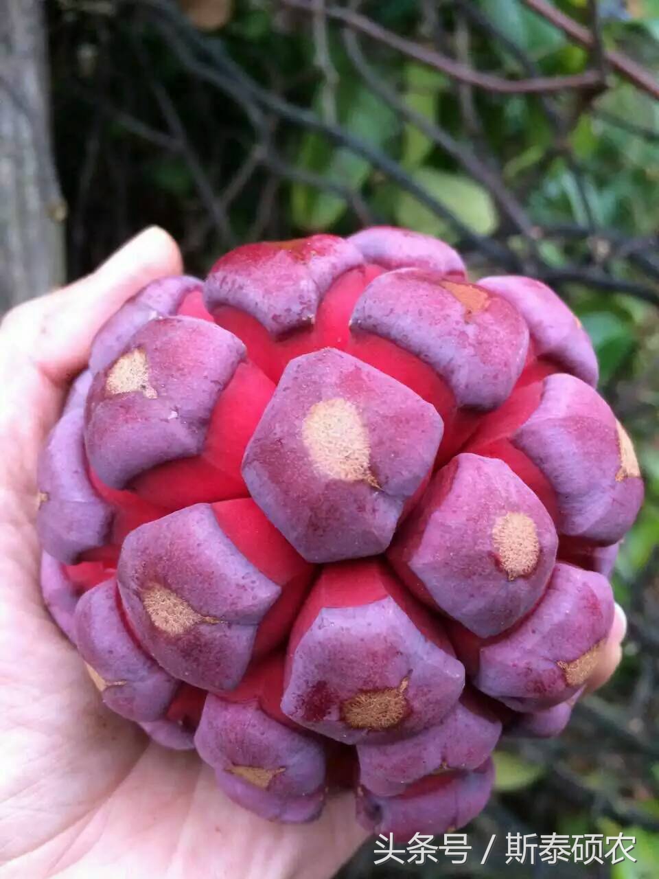 十大最有种植前景的高端特色水果,排名前十的水果有哪些品种