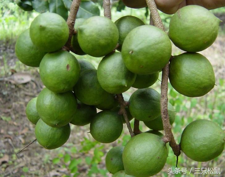 夏威夷果生果和干果的区别,夏威夷果是怎么来的