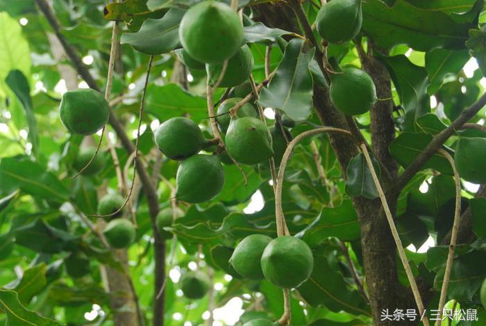 夏威夷果生果和干果的区别,夏威夷果是怎么来的