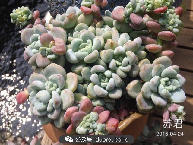 劳尔罗琦很香吗,劳尔与罗琦