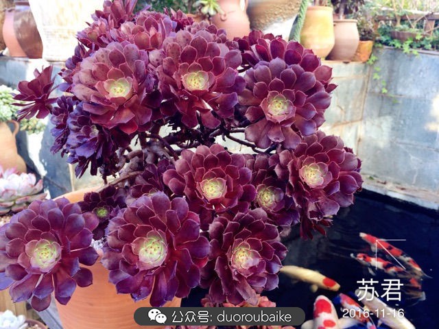 劳尔罗琦很香吗,劳尔与罗琦