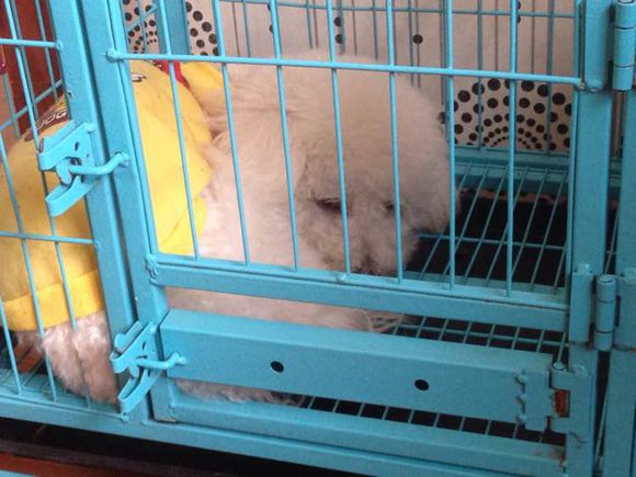 小小比熊视频,小比熊咬人吗