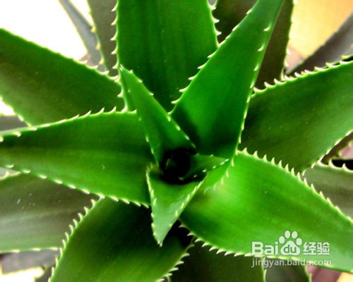 青少年青春痘的治疗小偏方,怎么抗痘痘最有效的方法