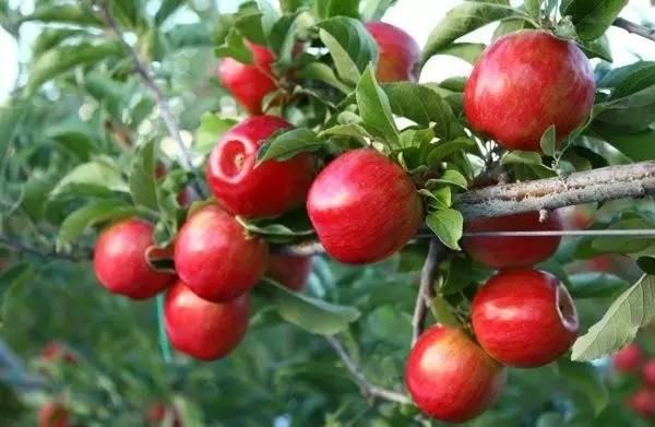 为什么说一日一苹果,一日一个苹果好处