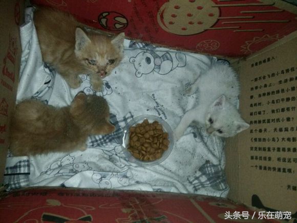 小奶猫眼睛被眼屎糊住了怎么办,流浪猫眼睛流脓被糊住完全睁不开