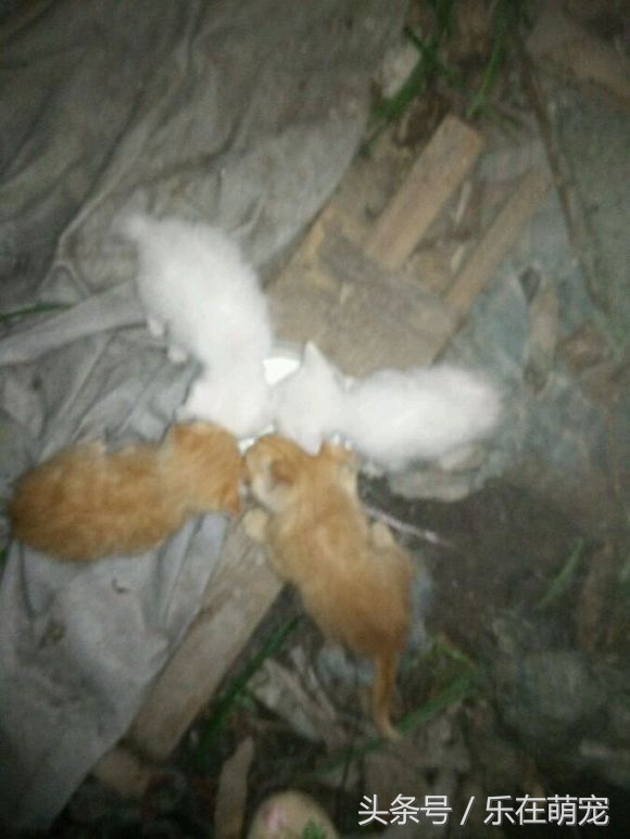 小奶猫眼睛被眼屎糊住了怎么办,流浪猫眼睛流脓被糊住完全睁不开