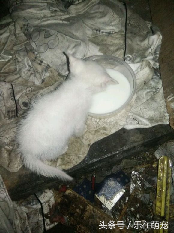 小奶猫眼睛被眼屎糊住了怎么办,流浪猫眼睛流脓被糊住完全睁不开