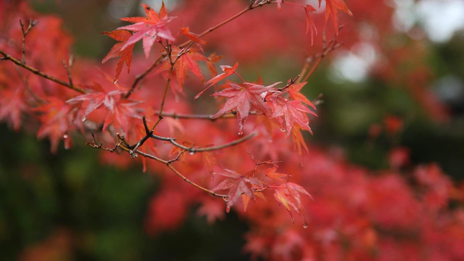 日本关西温泉圣地,日本关西房间内温泉