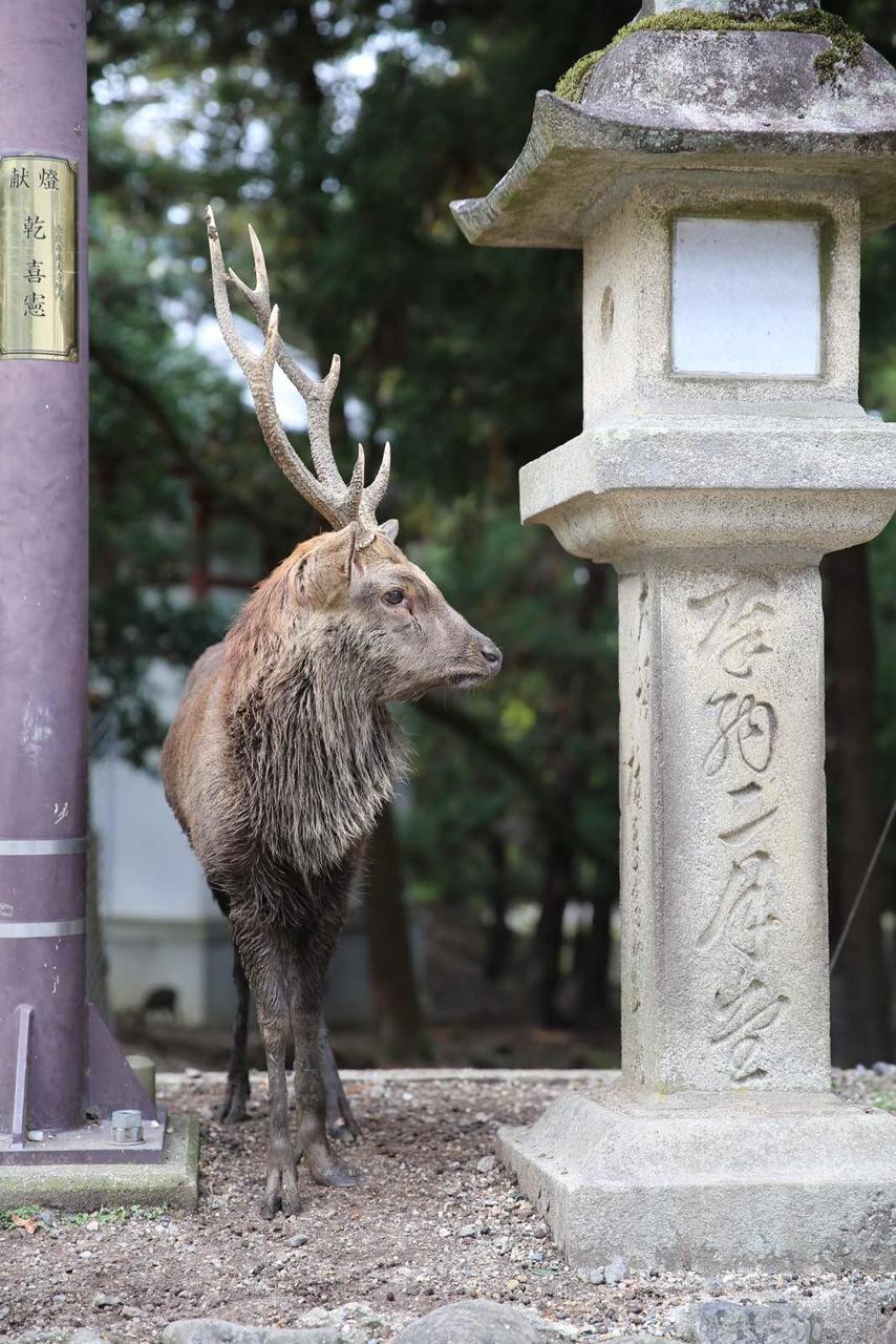 日本关西温泉圣地,日本关西房间内温泉