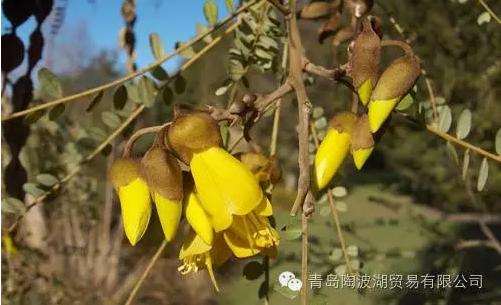 关于新西兰的人文地理知识,新西兰植物