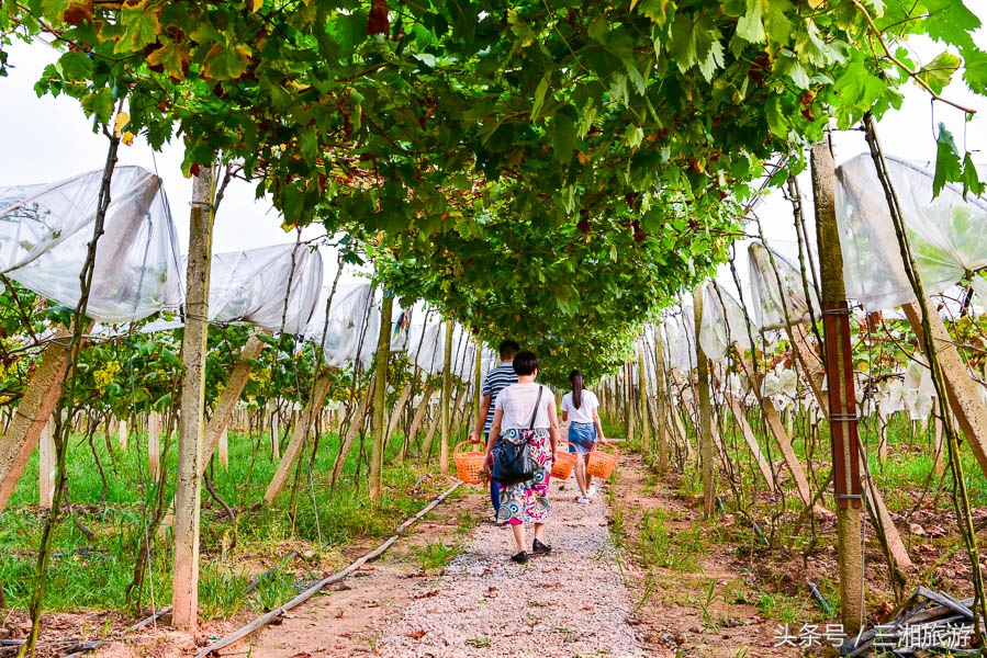 株洲5000亩农庄,株洲附近休闲农庄推荐