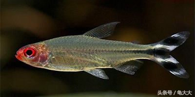 灯鱼为什么会得霓虹灯病,灯科鱼为什么养不长时间就死了