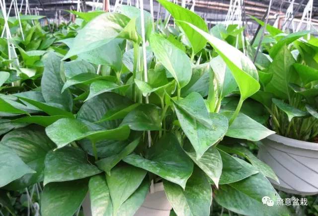 冬天怎么给冻伤的绿植浇水,花叶万年青出现冻伤现象怎么办