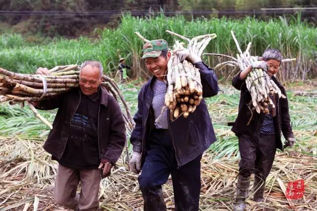 寻访莲都匠心｜绿谷糖村：听糖人诉说他的匠心故事