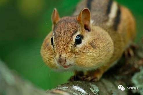 脸多肉怎么瘦脸,方圆脸如何瘦脸