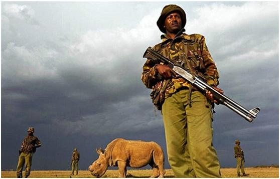 犀牛角的价钱比远东*卡因可**的卖价还高