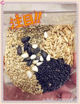 为啥虎皮鹦鹉不亲人,为什么虎皮鹦鹉不繁衍啊