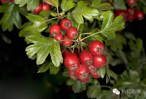 在野外什么千万别碰,这些植物千万不要乱碰