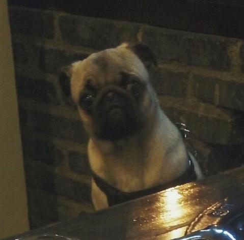 狗狗吃火锅,宠主给挑食柴犬吃零食